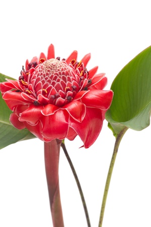 Tropical flower torch ginger  Etlingera elatior , against white backgroundの写真素材