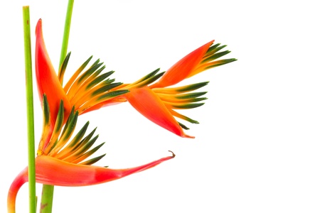 Vivid orange Bird of paradise, a tropical flower, close-up, isolated on white backgroundの写真素材