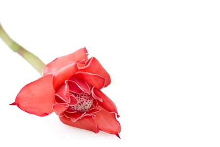 Tropical flower Ginger torch isolated on white backgroundの写真素材
