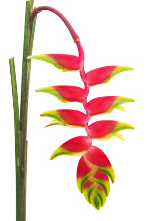 Tropical Flower Heliconia, isolated on whiteの写真素材