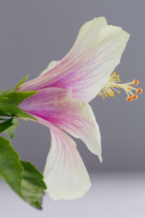 Pink and white hibiscus flower  Malvaceae, mallow family , close upの写真素材
