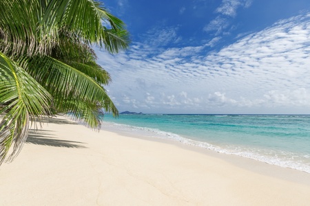 White sandy beach with palm treesの写真素材