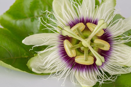 Passion Fruit Flower Closed-up isolated on whiteの写真素材