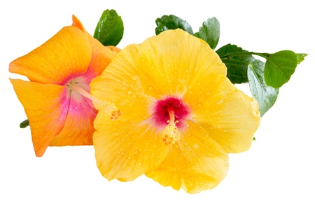 Yellow and orange Hibiscus, Tropical flowers isolated on white backgroundの写真素材