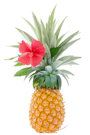 Large ripe pineapple, just cut from the garden with red hibiscus, isolated on whiteの写真素材