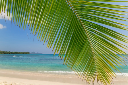 View at turquoise blue lagoon through coconut palm tree branchの写真素材