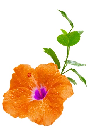 Orange Hibiscus, tropical flower, vertical composition isolated on white backgroundの写真素材