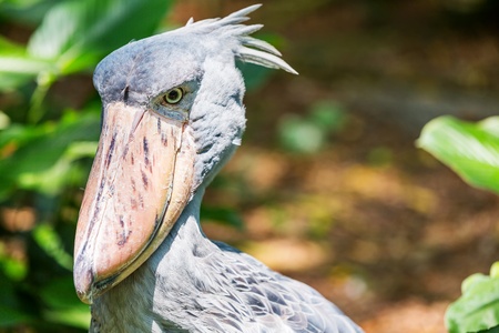 African Shoebill Balaeniceps rex also known as Whalehead or Shoe