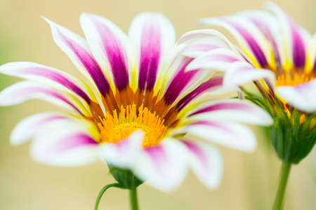 Tiger Striped Gazania flower, close upの写真素材