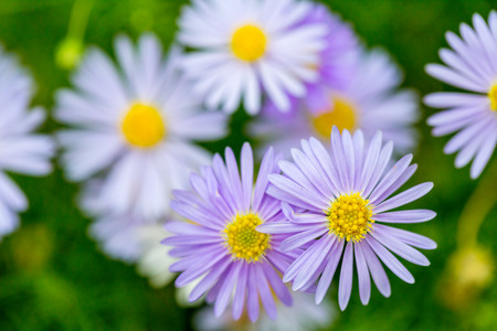 Purple Swan-river daisy  Brachycome iberidifolia , on green background