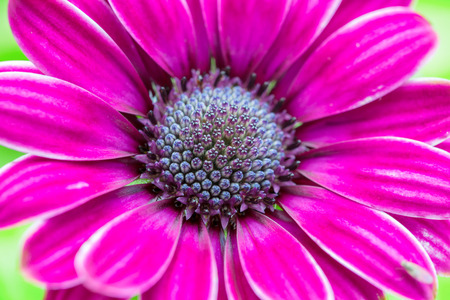 Purple-pink Cazania flower on green backgroundの写真素材
