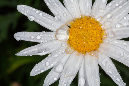 Closeup of a beautiful yellow and white Marguerite, Shasta daisy flower  Chrysanthemum maximum の写真素材