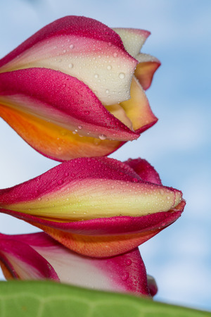 Frangipani, Plumeria, Frangipanniの写真素材