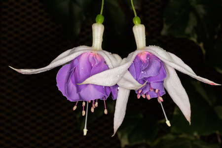 White and purple Fuchsia flower on dark backgroundの写真素材