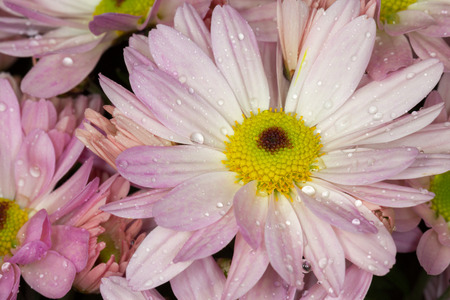 Pink English daisies iBellis Perennis , with water dropsの写真素材