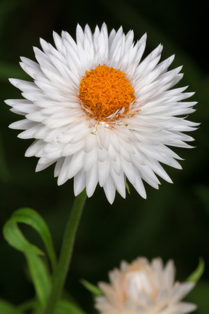 White English daisy  Bellis perennis  on dark backgroundの写真素材
