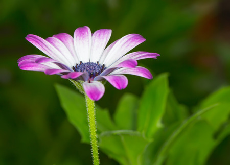  Pink Gerbera flower, shallow DOFの写真素材