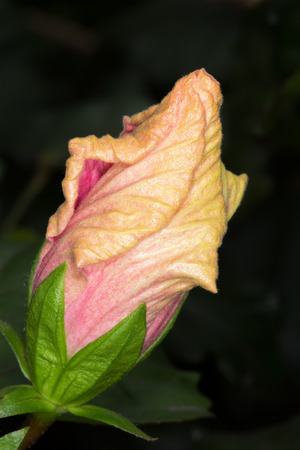 Pink and yellow Hibiscus flower bud, close-upの写真素材