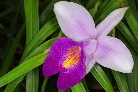Pink orchid, macroの写真素材