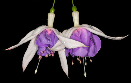 White and purple Fuchsia flower on black backgroundの写真素材