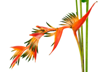 Tropical flower Bird of Paradise, isolated on white backgroundの写真素材