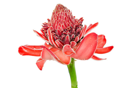 Tropical flower red torch ginger  Etlingera elatior or zingiberaceae , isolated on whiteの写真素材