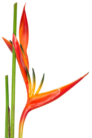 Bird of paradise, tropical flower, isolated on white backgroundの写真素材