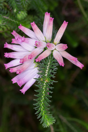 Beautiful exotic hanging pink flowerの写真素材