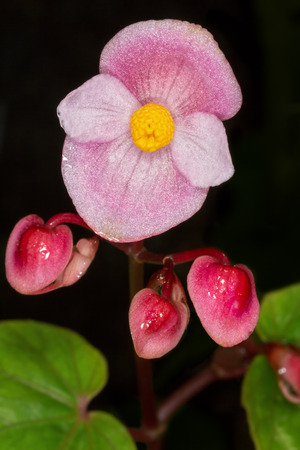 Pink begonia flower , close up, on dark background の写真素材