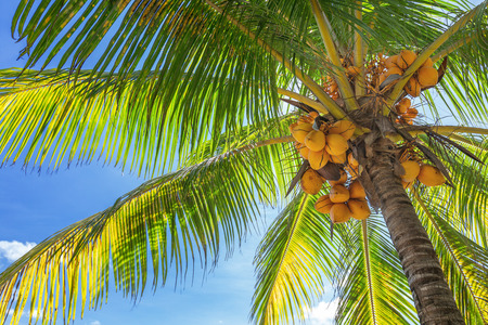 Bottom-up view of a tall palm tree with lots ripe coconuts, and blue sunny sky as a backgroundの写真素材