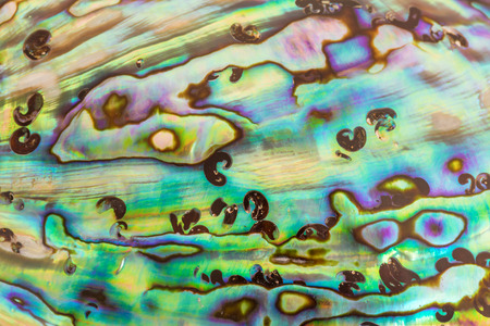 Close up Background of blue, green and purple abalone pearl shell, vivid colorsの写真素材
