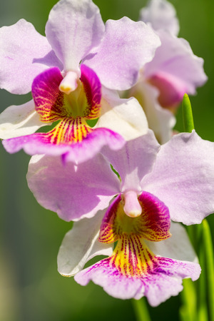 Pink Vanda Miss Joaquim orchid , national flower of Singapore, close up の写真素材