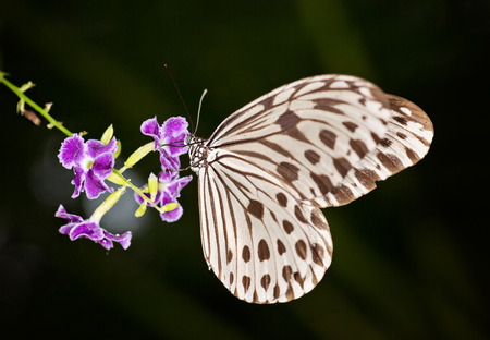 Paper Kite, Rice Paper (Idea leuconoe) black and white butterfly on flowerの写真素材