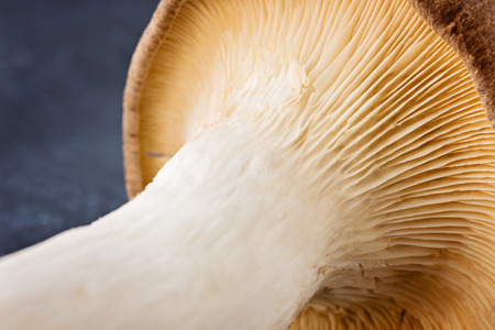 King oyster mushroom Pleurotus eryngii isolated on gray background