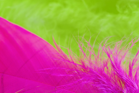Background of close up image of colorful green and purple feathersの写真素材