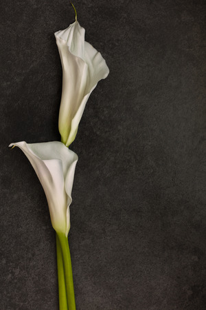 White Calla lily on dark background, top viewの写真素材