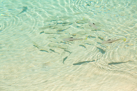 School of fish, group of fish in shallow transparent water by the beach coast