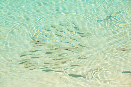 School of fish, group of fish in shallow transparent water by the beach coast