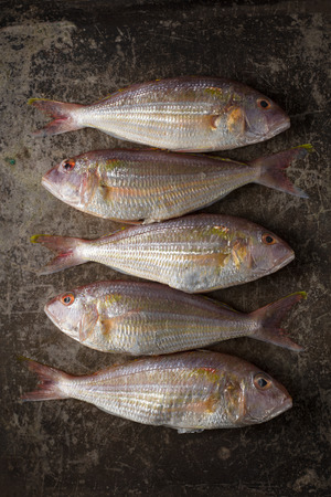 Raw Sea bream fish on metal background, top viewの写真素材