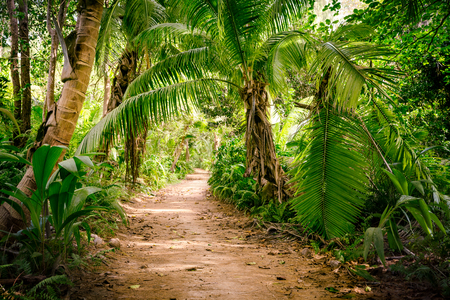 Ground rural road in the middle of tropical jungle   の写真素材