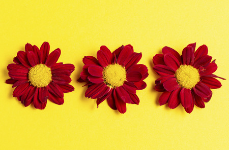 Dark red flowers on a yellow background. Copy space. Top viewの写真素材