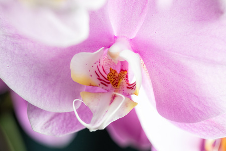 Pink Phalaenopsis orchid flower, close upの写真素材
