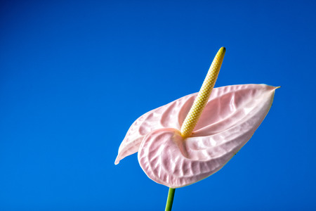 Pink Anthurium/Flamingo flowers on blue background with copy spaceの写真素材