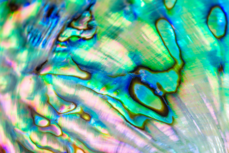 Close up multicolour texture background of paua shell, haliotis iris or Abalone shellの写真素材