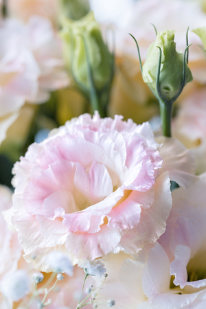 Beautiful and gentle pink Eustoma flowers, Lisianthus, tulip gentian, eustomas. Close up.の写真素材