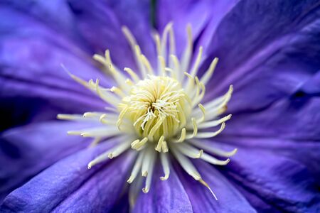 Close up of purple Clematis flower の写真素材