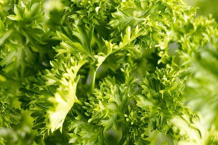 Fresh green organic parsley background, selective focus , close up の写真素材
