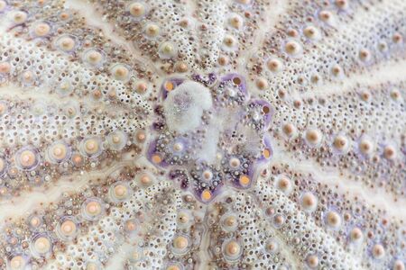 Close up background of white and purple sea urchin, close up