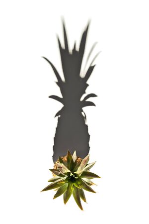 Top view of fresh pineapple with strong shadow on white background の写真素材