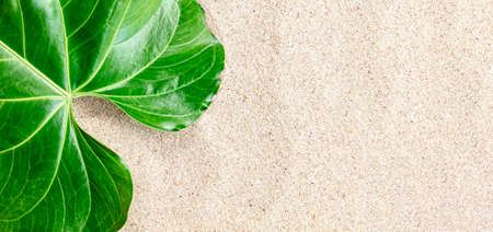 Green tropical leaf on white beach sand, top view, copy space, banner
